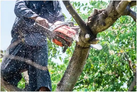 tree services La Marque